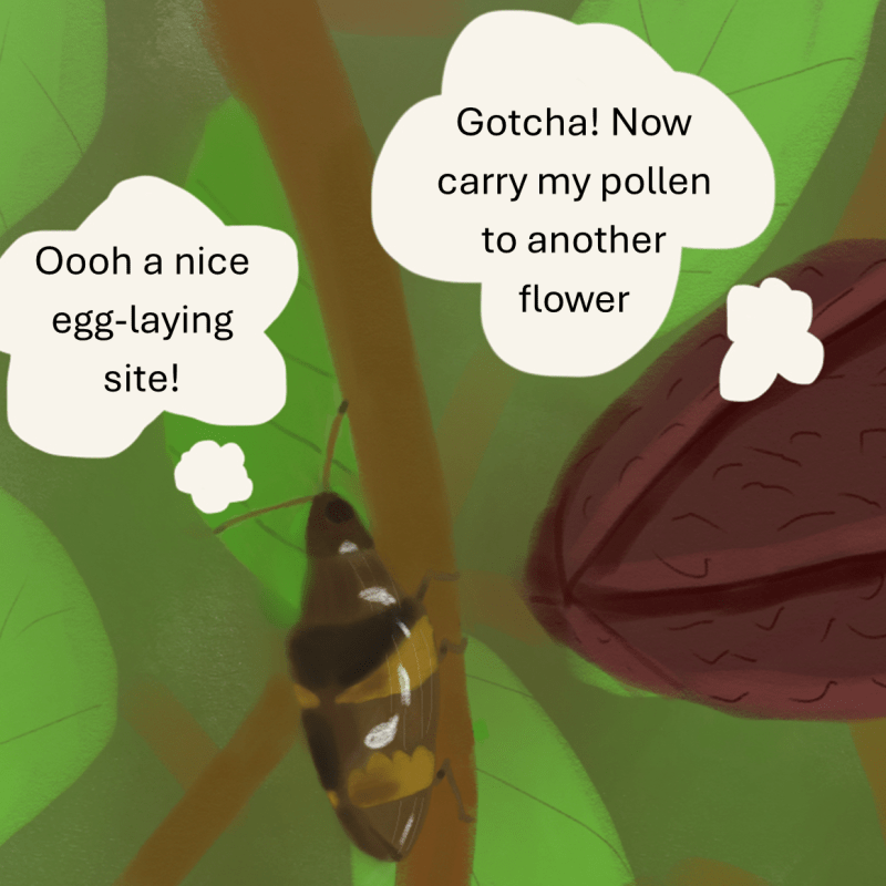 The sneaky flower: floral deception of a pollinating&nbsp;beetle