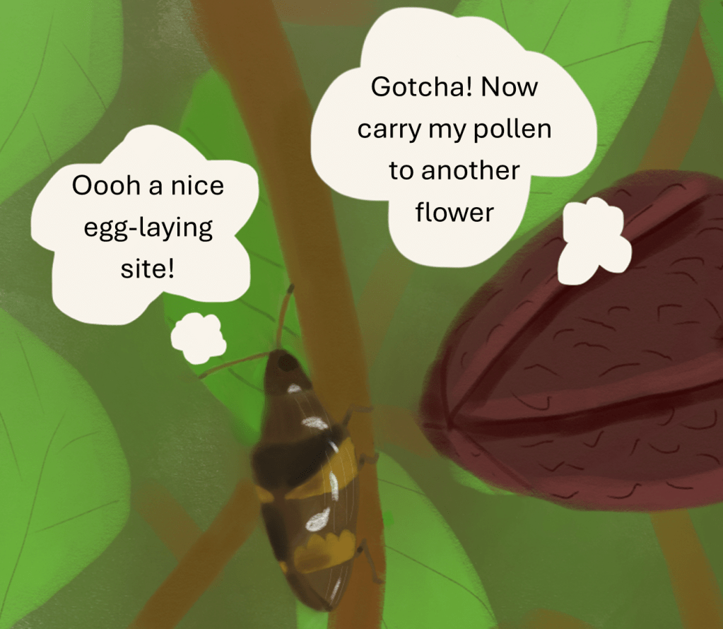 The sneaky flower: floral deception of a pollinating&nbsp;beetle