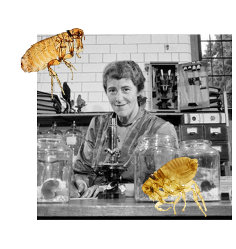 Woman With Insects A History of Women in Entomology – EntoBites