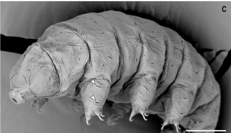 tiny-giants-of-the-city-can-tardigrades-tell-us-about-pollution