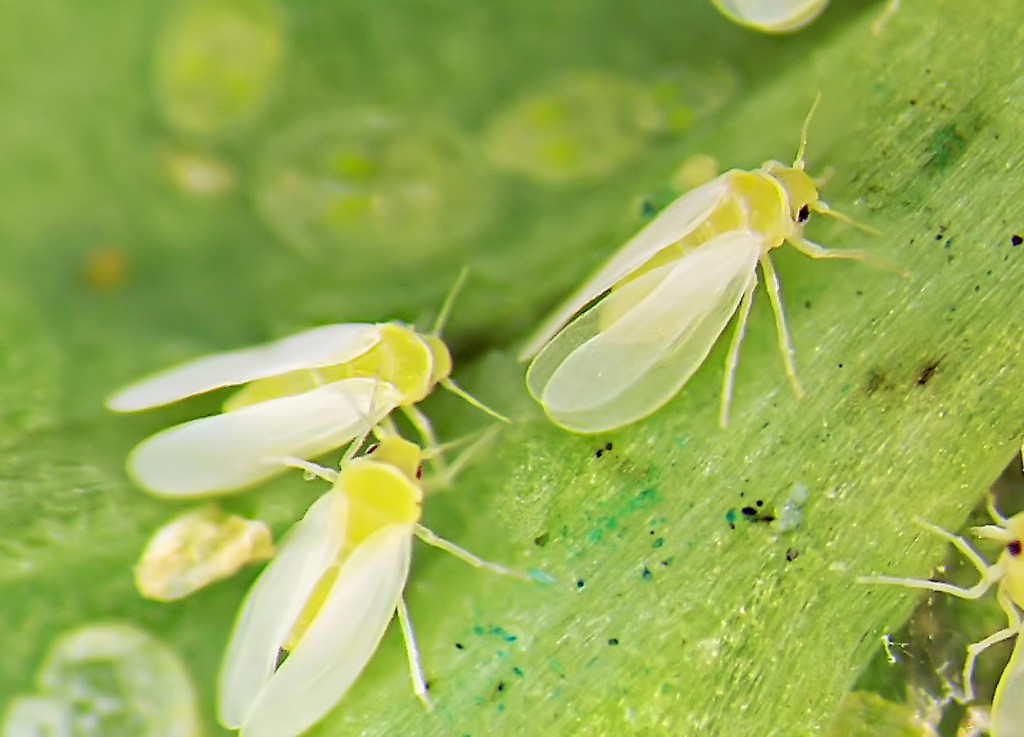 Can Molecular Biology be used to Control Aphid and Whitefly&nbsp;Pests?