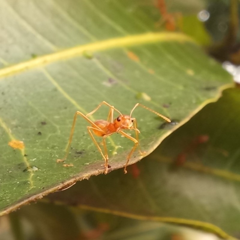 The Tiny Architects: How Weaver Ants Build Living&nbsp;Nests