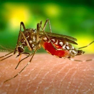 Can Mosquitoes Spread Lyme Disease? What Science&nbsp;Says