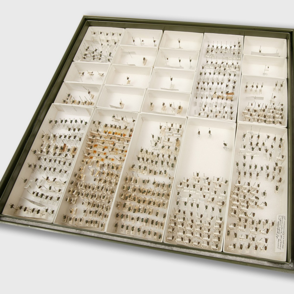 DNA barcodes: shining a light on the insect dark&nbsp;matter