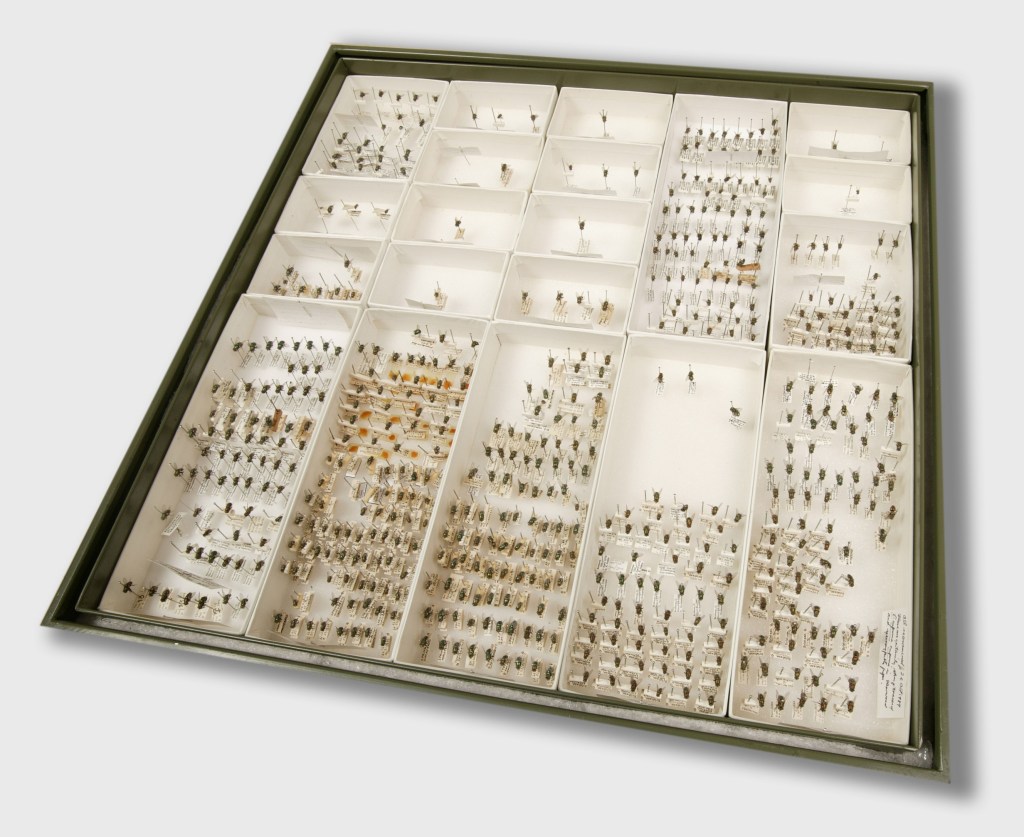 A tray of pinned blow flies from the Australian National Insect Collection at CSIRO Entomology (2006), by David McClenaghan, CSIRO ScienceImage, licensed under CC BY 3.0 (https://creativecommons.org/licenses/by/3.0/).