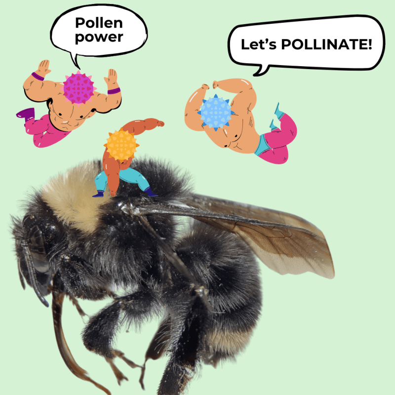 Pollinators’ backpack: secrets of the pollen they&nbsp;carry