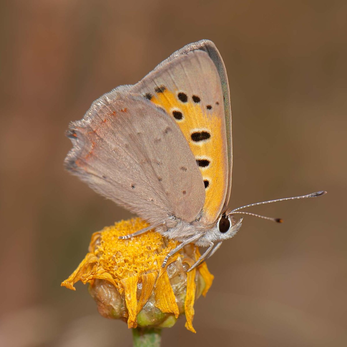 Mother of Pearl: How Moles Help A Grassland Butterfly Choose Where to&nbsp;Breed