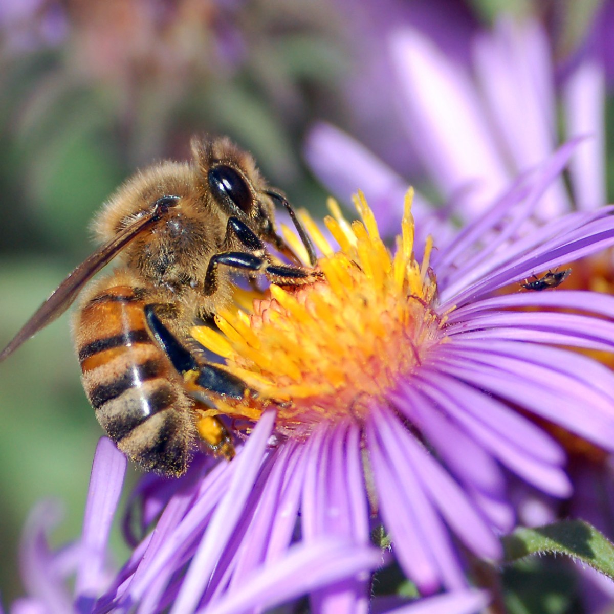 Hidden Jewels: Bees Find Sanctuary in Urban&nbsp;Parks