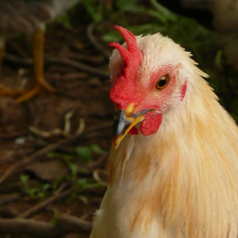 Feathered First Responders: How Sentinel Chickens Help Protect Us from Mosquito-Borne&nbsp;Disease
