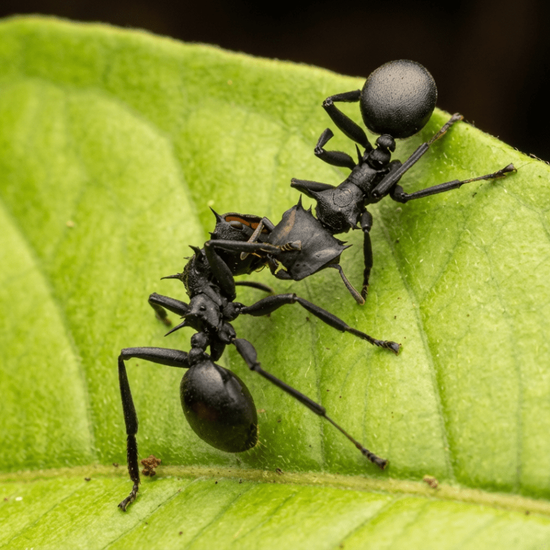 Franken-Fly: Unpicking the stitches between gothic culture, and its insect&nbsp;inspiration