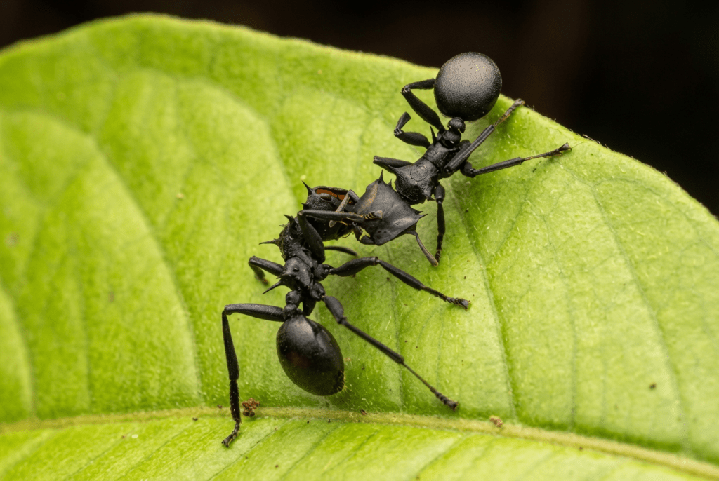 Franken-Fly: Unpicking the stitches between gothic culture, and its insect inspiration