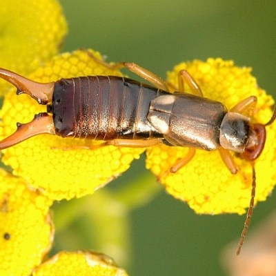 Entomology & Etymology: Why Insect Names Are So&nbsp;Misleading
