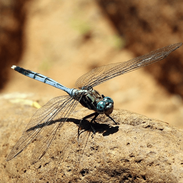Adapt or Decline: Why Some Dragonflies Are More Vulnerable Than&nbsp;Others