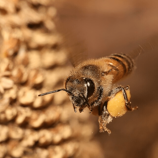 Keeping Their Cool: How Honey Bees Handle Heat&nbsp;Stress