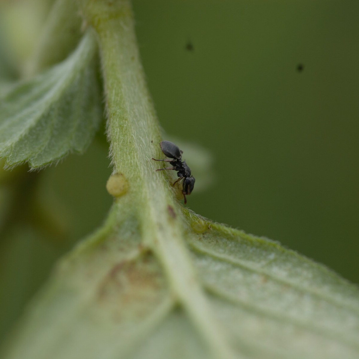 Angry Ants and Sweet&nbsp;Plants