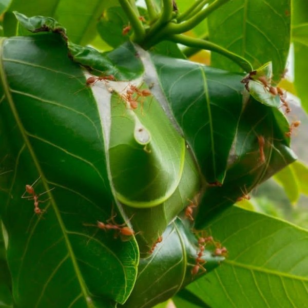 Can Weaver Ants Protect Mango Trees&nbsp;Naturally?