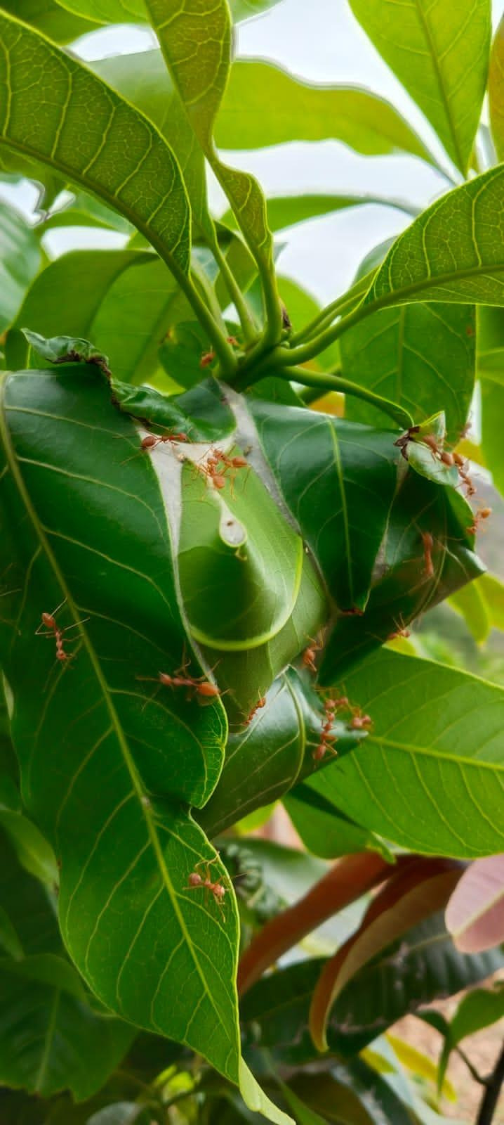 Can Weaver Ants Protect Mango Trees&nbsp;Naturally?