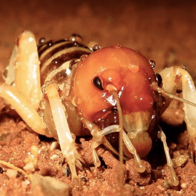 Entomology & Etymology: Why the “Jerusalem Cricket” Is So&nbsp;Misleading