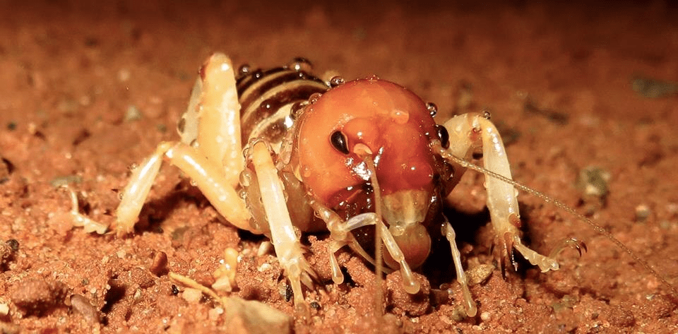 Entomology & Etymology: Why the “Jerusalem Cricket” Is So Misleading