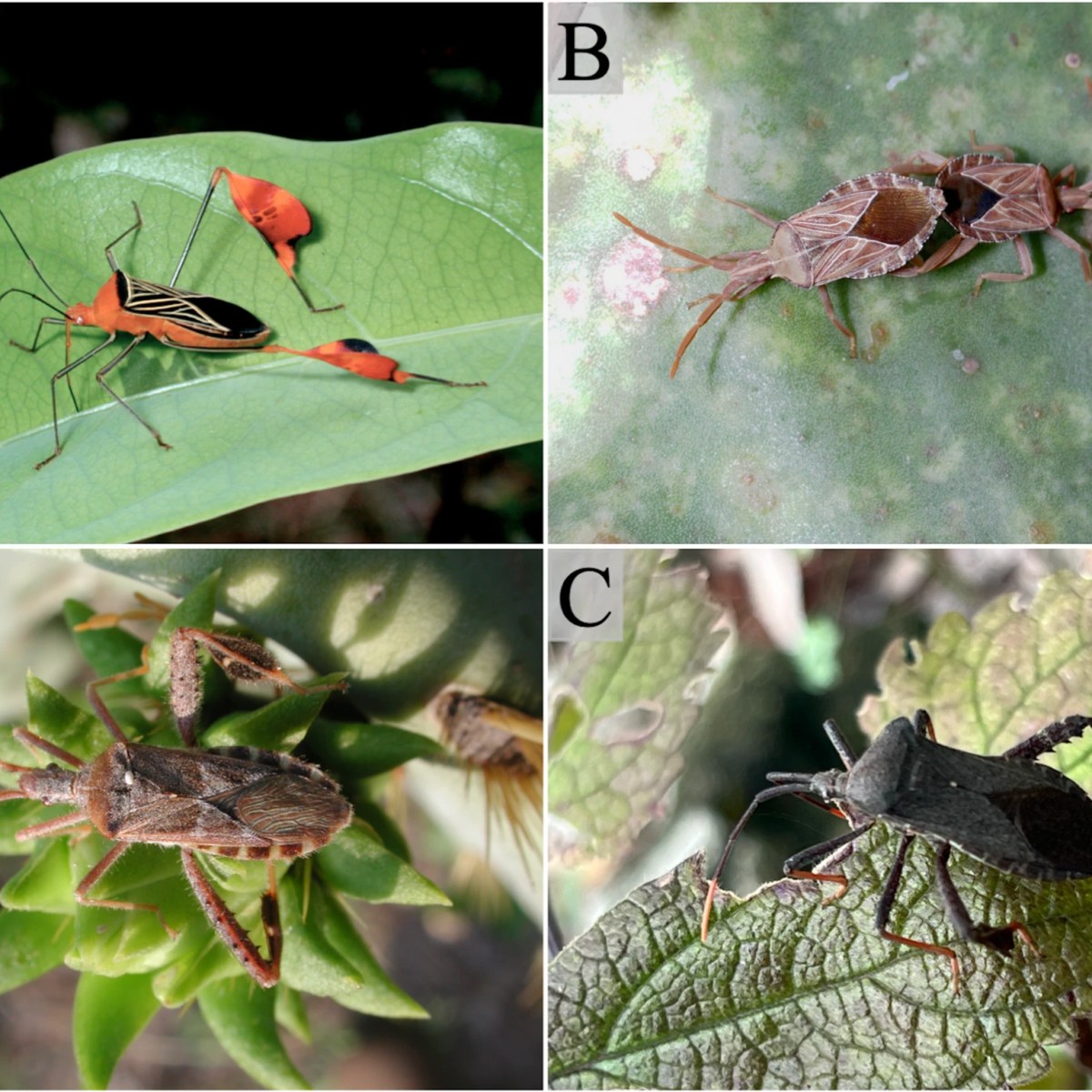 The Red Flags of the Matador Bug… and Its Less Colorful Cousins 