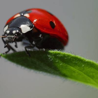 Entomology & Etymology: Why the “Ladybird” (or “Ladybug”) Isn’t Really a Bird-or a&nbsp;Bug