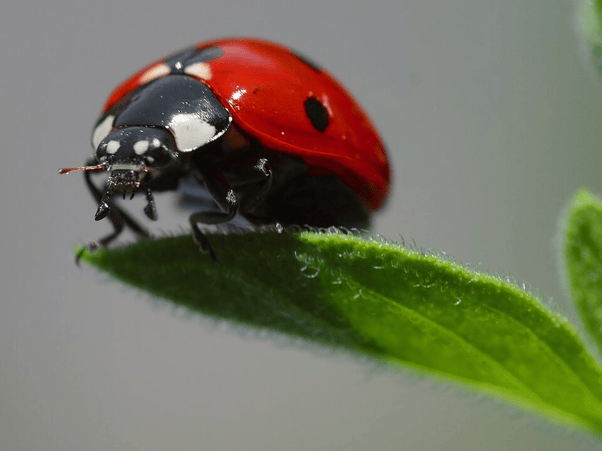 Entomology & Etymology: Why the “Ladybird” (or “Ladybug”) Isn’t Really a Bird-or a&nbsp;Bug