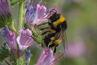 https://commons.wikimedia.org/wiki/File:Bumblebee_posing_on_an_Echium_vulgare.jpg
